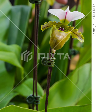 Lady slipper orchid Lady slipper orchid 21831817
