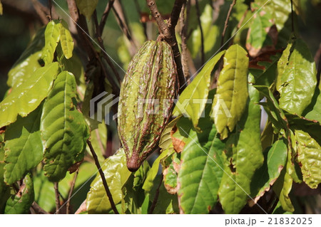 カカオの実 カカオの実 21832025