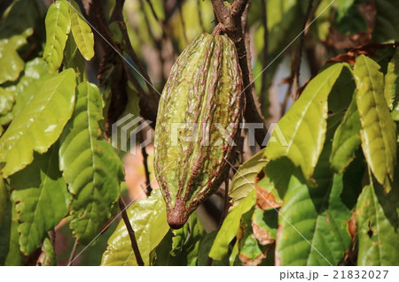カカオの実 21832027