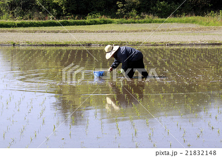 田植え 田植え 21832148