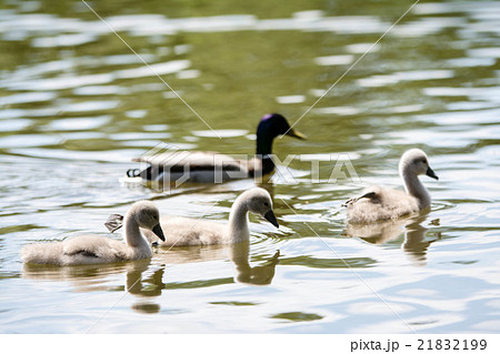 池を泳ぐ白鳥の子供たちとガチョウの写真素材