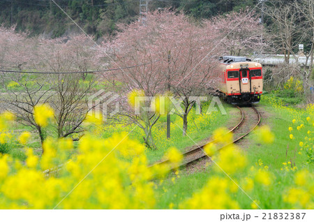 菜の花と桜が咲く風景の中を走るいすみ鉄道の観光キハ列車の写真素材