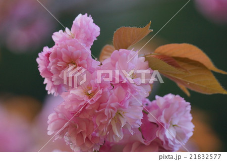 やえざくら 21832577