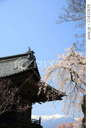 蔵澤寺の桜 21832629