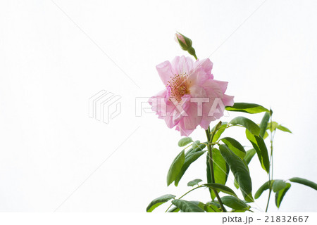 バラの花 21832667