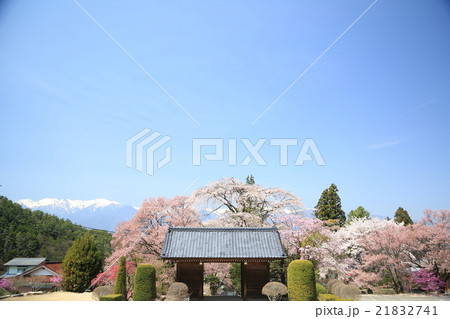 蔵澤寺の桜 蔵澤寺の桜 21832741