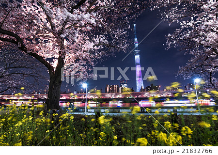 浅草 隅田公園の夜桜とスカイツリー 浅草 隅田公園の夜桜とスカイツリー 21832766