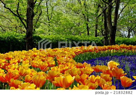 木曽三川公園のチューリップ 21832882