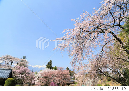 信州の桜 21833110