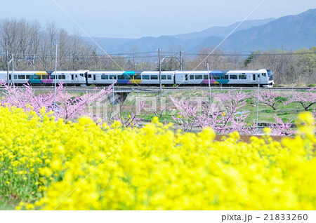 桃と菜の花が咲く新府桃源郷を行く中央線特急あずさ号 21833260