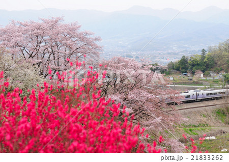 勝沼の甚六桜と花桃の見える風景を行く中央線特急スーパーあずさ号 21833262