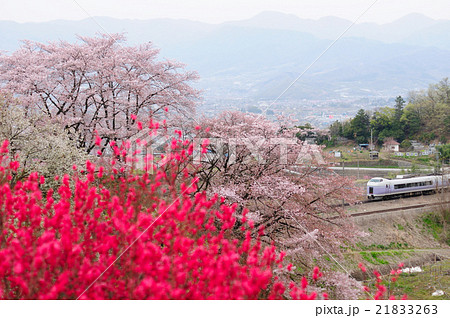 勝沼の甚六桜と花桃の見える風景を行く中央線特急スーパーあずさ号 21833263