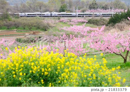 桃と菜の花の花が咲く新府桃源郷を行く中央線特急スーパーあずさ号の写真素材