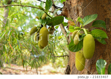 Durian growing in tropical forest Durian growing in tropical forest 21833407