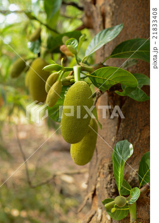 Durian growing in tropical forest Durian growing in tropical forest 21833408