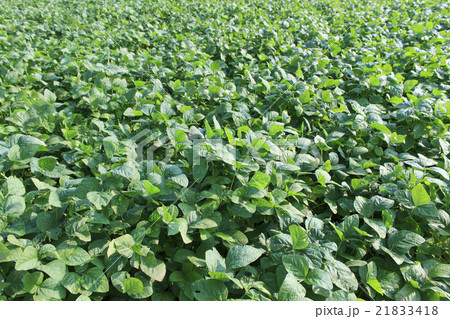 大豆畑_神ノ倉大豆_鳥取県三朝町特産品 大豆畑_神ノ倉大豆_鳥取県三朝町特産品 21833418
