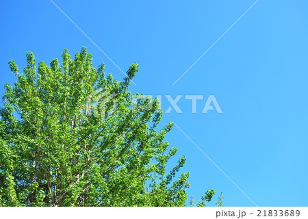 春のイチョウの木 21833689