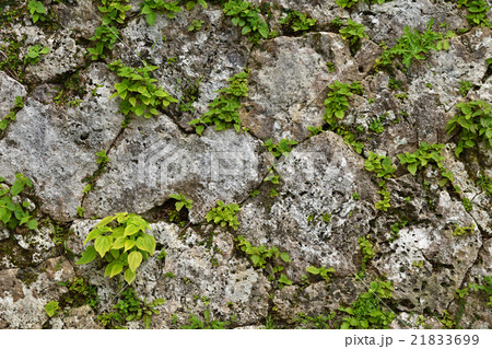 中城城跡　相方積み 21833699