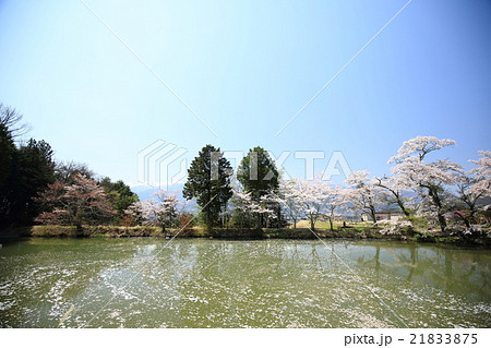 信州の桜 信州の桜 21833875