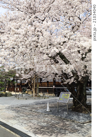 京都 春の本隆寺 京都 春の本隆寺 21834040