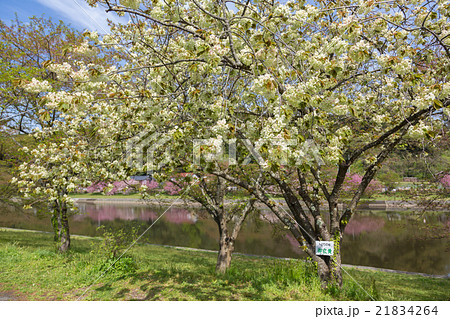 島根県 三刀屋川堤防の御衣黄桜の写真素材