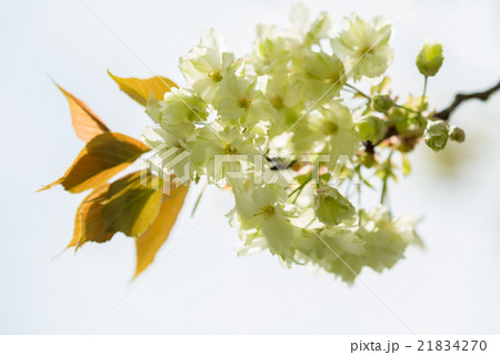 御衣黄と白バック 21834270