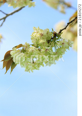 御衣黄と青空 御衣黄と青空 21834272