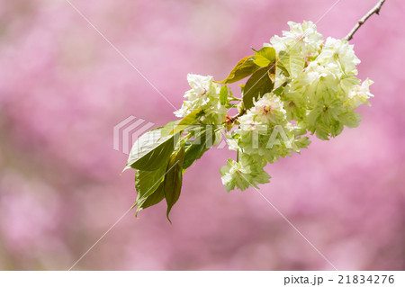 御衣黄　桃色八重桜バック 21834276