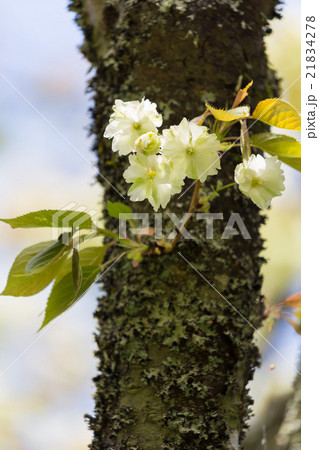 幹に咲く御衣黄 21834278