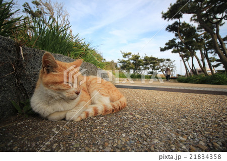 城ヶ島公園の猫の写真素材
