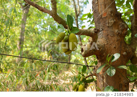 Durian growing in tropical forest Durian growing in tropical forest 21834985