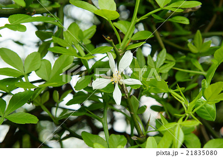 カラタチの生垣の花 カラタチの生垣の花 21835080