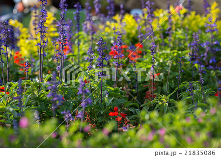 flowers flowers 21835086