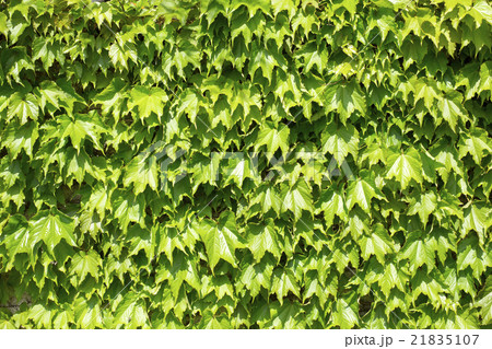 背景素材　新緑の蔦 21835107