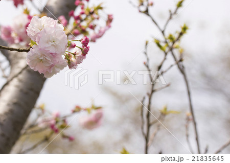 寒桜 寒桜 21835645