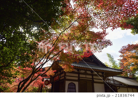 赤山禅院 紅葉の写真素材