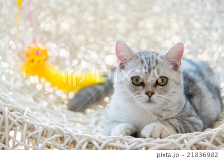 Beautiful cat Beautiful cat 21836982