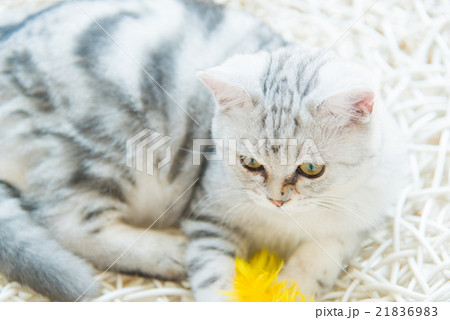 Beautiful cat 21836983