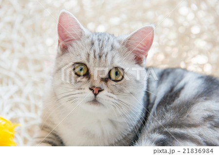 Beautiful cat 21836984