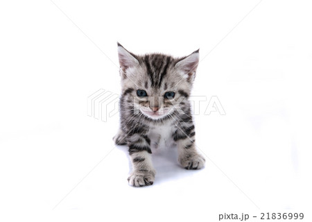 Cute kitty isolated 21836999