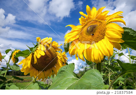 Yellow sunflowers in the field against blue sky  21837584