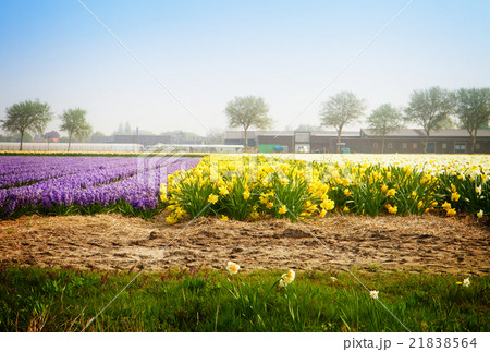 Dutch spring hyacinth flowers field Dutch spring hyacinth flowers field 21838564