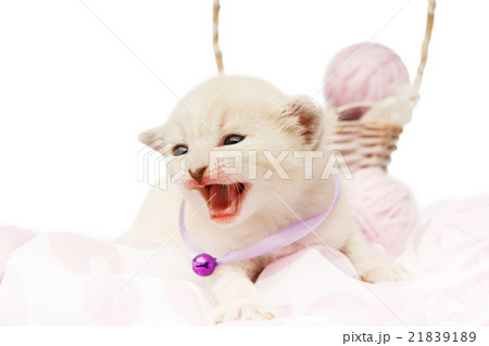 Cute white kitten with yarn woolen balls isolated Cute white kitten with yarn woolen balls isolated 21839189