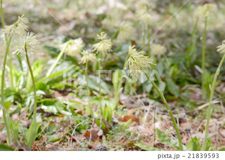 白花イワカガミ 白花イワカガミ 21839593