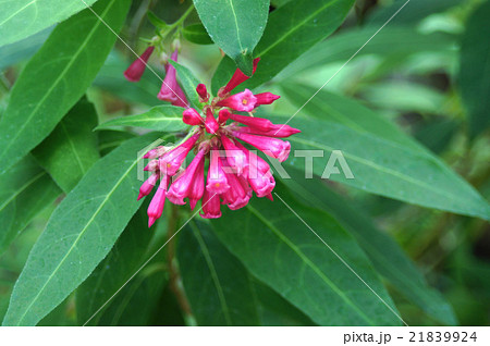 ケストルム・ファスキクラツム ケストルム・ファスキクラツム 21839924