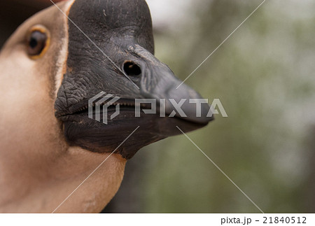 Long necked Chinese Goose appears to say something Long necked Chinese Goose appears to say something 21840512