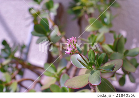 成金草の花 21840556