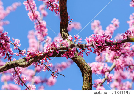 Cercis siliquastrum at blue sky Cercis siliquastrum at blue sky 21841197