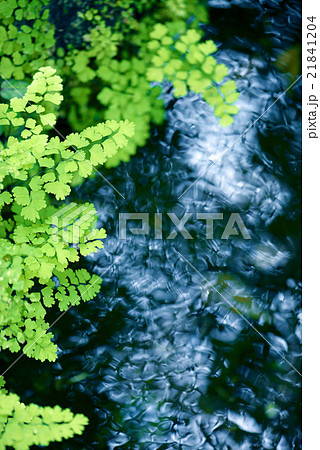 水辺のシダ 21841204