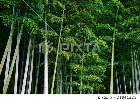 竹　竹林 21841225